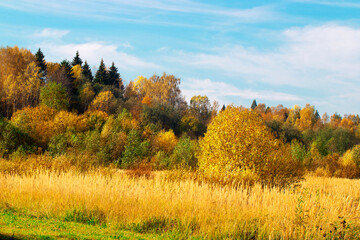 Fototapeta premium Autumn landscape. Golden autumn in the forest. Yellow orange trees on the field in September. The Russian expanse.
