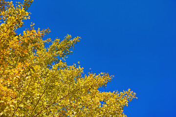 青空背景で対角線構図の黄葉したイチョウの枝葉