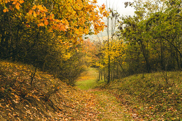 Beautiful rural landscape in Europe. Sunny nature with meadow and colorful forest. Orange trees on hillsides.