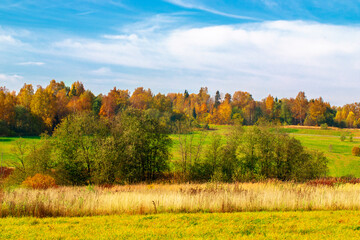Аutumn landscape. Park in autumn. Landscape birches with autumn forest. Dry grass in the foreground.