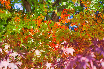 モミジの木の奥まったところで色づき始めた紅葉