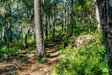 Magic forest sunny day