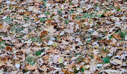 leaves fell to the ground in autumn