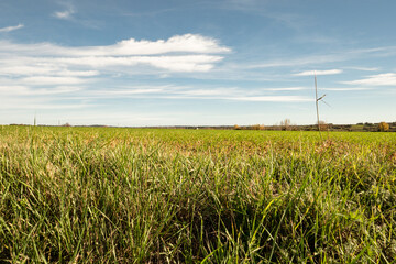 panorama of a grassy field