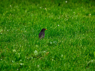 Obraz premium Rabe im Gras