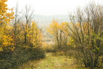 Fototapeta premium Beautiful rural landscape in Europe. Sunny nature with meadow and colorful forest. Orange trees on hillsides.