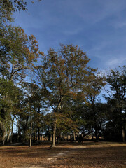 Obraz premium trees in the park summer