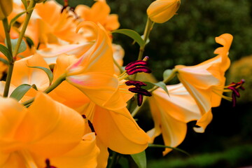 Pomarańczowa lilia kwitnąca latem w ogrodzie przydomowym