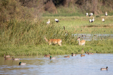Female fallow deer with her offspring.