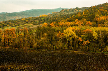 Beautiful rural landscape in Europe. Sunny nature with meadow and colorful forest. Orange trees on hillsides.