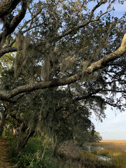 old trees in the forest