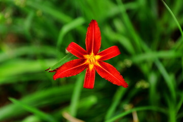 Piękny czerwony kwiat kwitnący latem w przydomowym ogrodzie