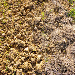 soil and grass
