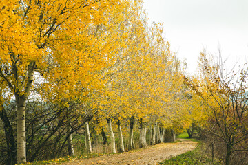Naklejka premium Beautiful rural landscape in Europe. Sunny nature with meadow and colorful forest. Orange trees on hillsides.