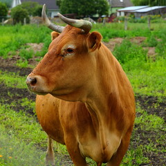 Brązowa krowa na pastwisku w małym gospodarstwie rolniczym - obrazy, fototapety, plakaty