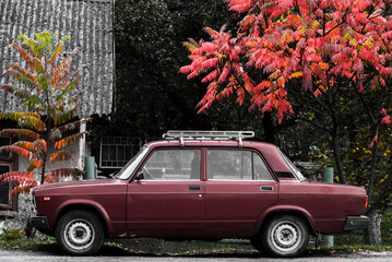 Old red car and tree with red leaves. Retro car made in USSR.
