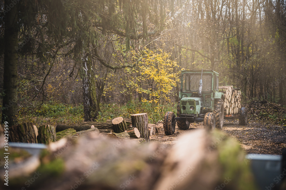 Wall mural old green tractor with trailer loaded with logs. forestry tractor or forestry tractor for harvesting