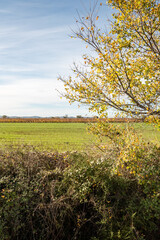 Fototapeta premium fields and tree