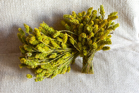t&eacute; de monte o te salvaje o te de campo