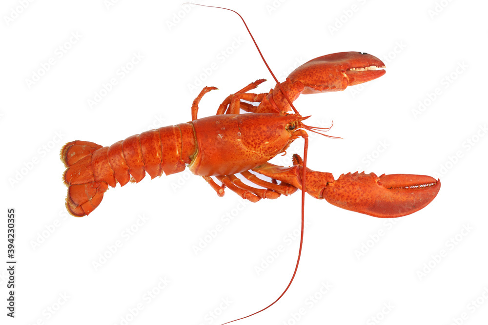 Wall mural single cooked red lobster isolated on white background