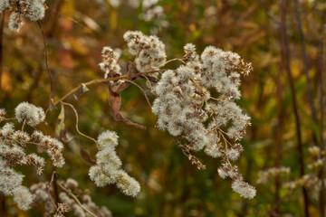 Autumn. Dry plants in the garden. Canadian goldenrod (lat. Solidago canadensis) is a perennial herb; a species of the genus Goldenrod of the family Asteraceae, or Compositae (Asteraceae).