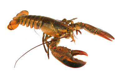 single alive raw lobster isolated on white background