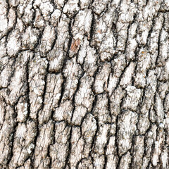 green oak bark