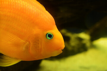 Orange fish in aquarium