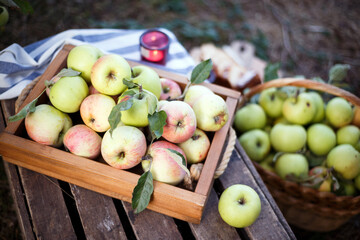 basket  with juicy apples in the garden