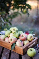 basket  with juicy apples in the garden