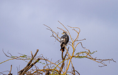 Augur buzzard (Buteo augur) African bird of prey perched on tree branch showing rear barred plumage. Maasai Mara National Reserve, Kenya, Africa. Copy space for text