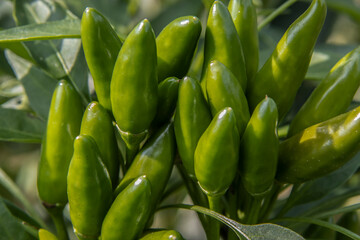 Bunches of Hot Chilli Peppers on Stalks