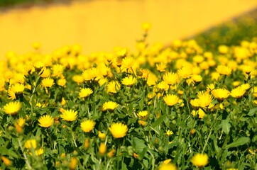Margaritas, Elvas, Portugal