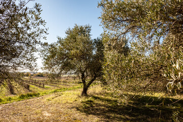 Fototapeta na wymiar olive grove