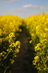 yellow rapeseed on a background of the sky. selective focus on color. canola field with ripe rapeseed, agricultural background. selective focus.