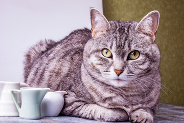 Three portion jugs for cream or milk and gray cat on the table