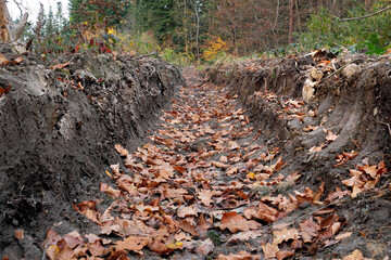 Furche von tiefer Reifenspur von Forstmaschine im Waldboden von abgeholztem Wald nach der Holzernte im Herbst - Stockfoto