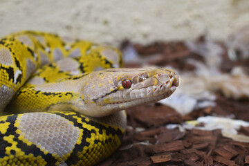 close up of a snake