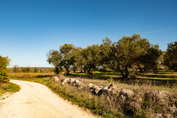Fototapeta premium olive grove and country road