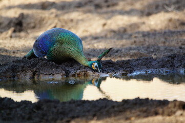 peacock is drinking in a puddle