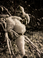 Snow-covered branches of a forest tree. Snow.