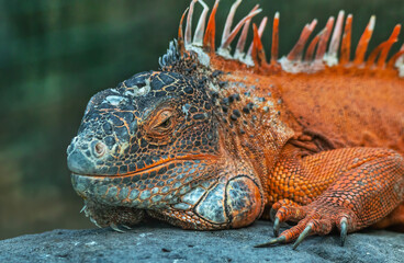orange iguana at the zoo