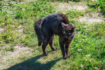 cute black cat outdoors at sunny day