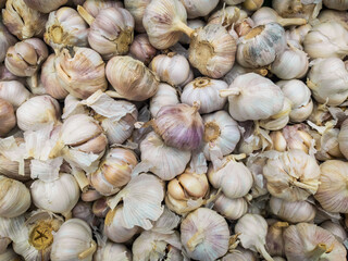 A background of a large number of medium-sized white garlic bulbs. Background from vegetables on a shop window. Harvesting white garlic bulbs.