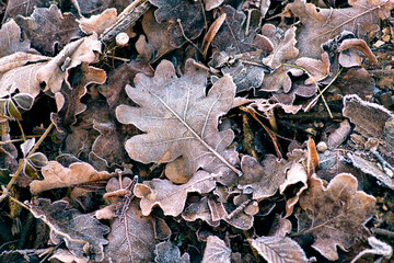 Frozen leaves on the ground, covered with ice crystals. Frosty autumn or winter day. Idea of the hoarfrost.
