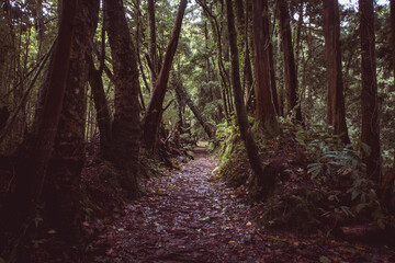 Obraz premium mystic tropical forest in Azores islands