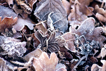 frost on the leaves