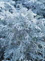 Cin&eacute;raire maritime ou Senecio cineraria, plante buissonnante au feuillage d&eacute;coratif, oval, d&eacute;coup&eacute;, gris argent&eacute;, au toucher duveteux et velout&eacute;
