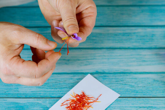 Separation of stamens from a flower saffron.