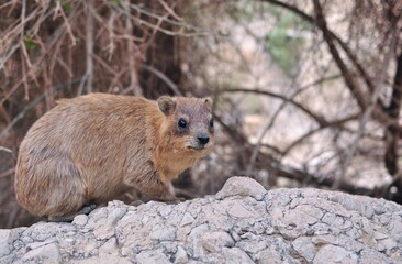 small hyrax on stone